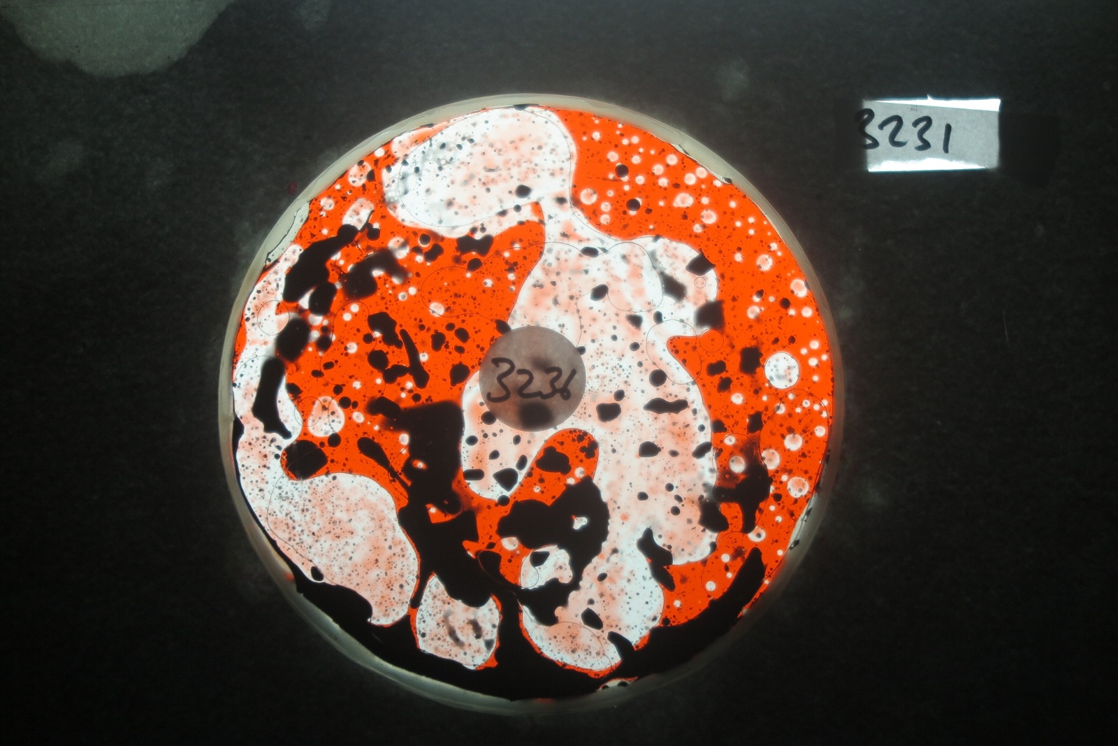 BV3231 bubble vision oil wheel